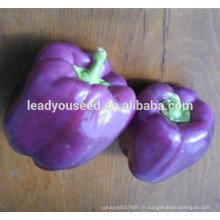 MSP09 Liangzi 10 longueur couleur violet graines de poivrons dans les graines hybrides